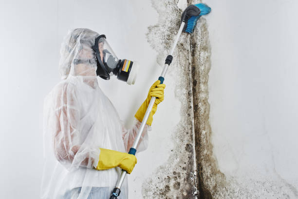 Best Toxic Mold Removal  in Campton Hls, IL