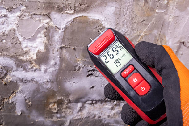 Best Mold Removal Near Me  in Campton Hls, IL