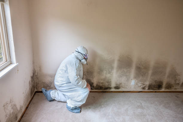 Best Certified Mold Removal  in Campton Hls, IL