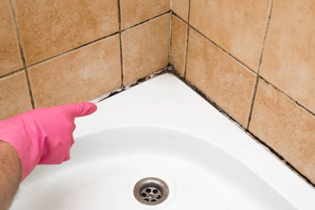 Best Toxic Mold Removal  in Campton Hls, IL